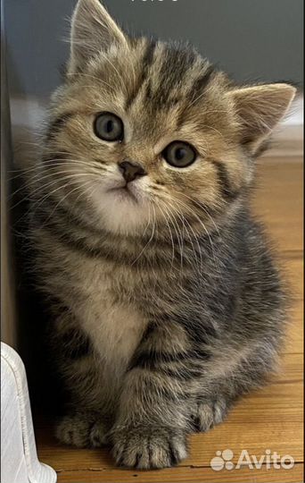Котенок шотландец
