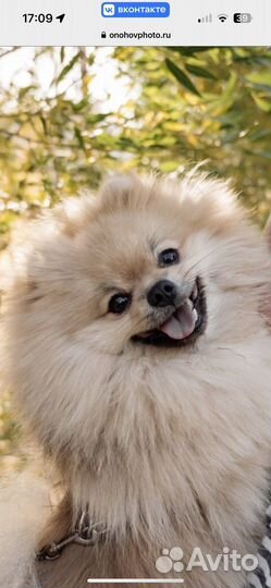 Померанский шпиц для вязки