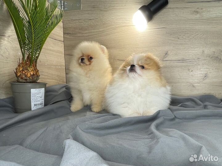 Купить щенка померанского шпица в питомнике