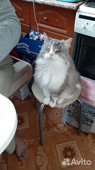 Котик в дар