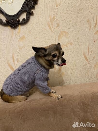Вязаная одежда для собак и кошек