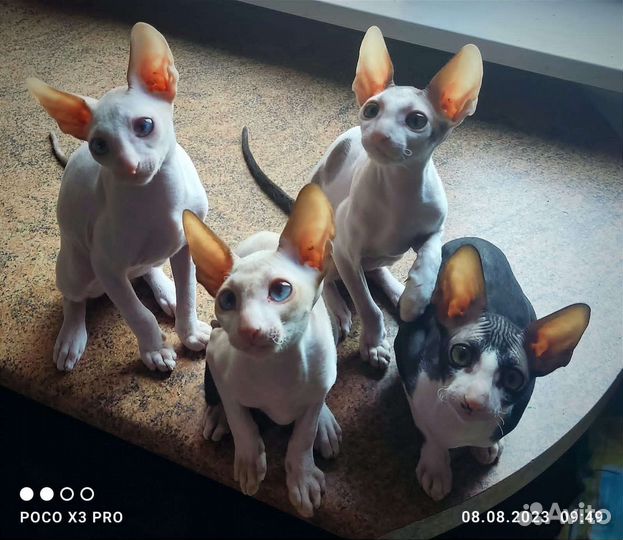 Котята корниш рекс