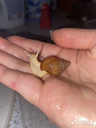 Улитки ахатины