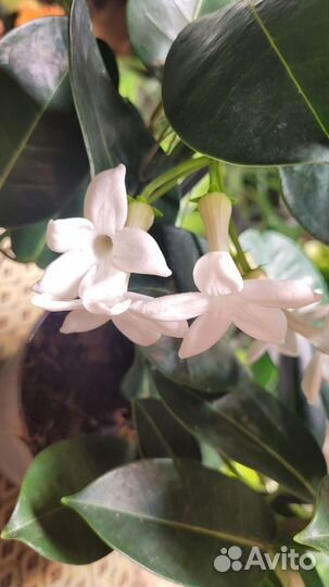 Стефанотис