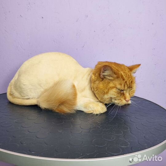 Стрижка собак и кошек. Возможен выезд на дом