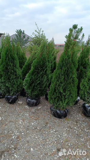 Туя смарагд