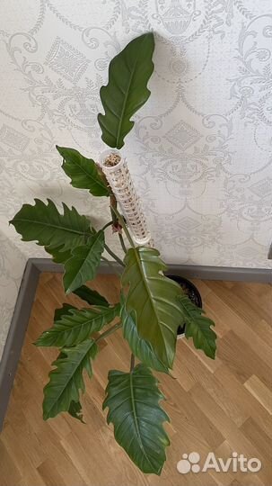 Филодендрон карамель плуто