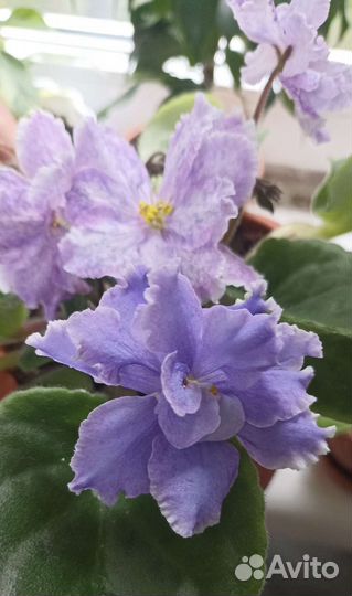 Листики фиалки сорта 