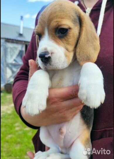 Щенки бигль с документами