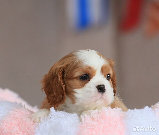 Мальчики и девочки кавалер Кинг чарльз спаниель