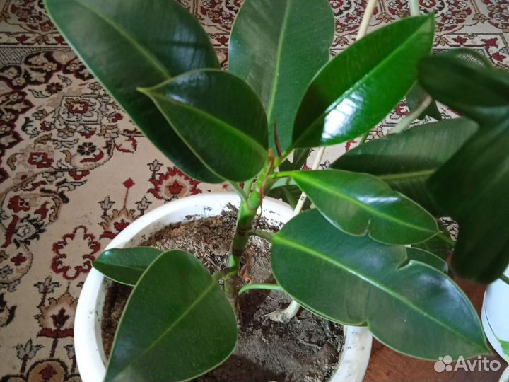 Фикус бенджамина пестролистный