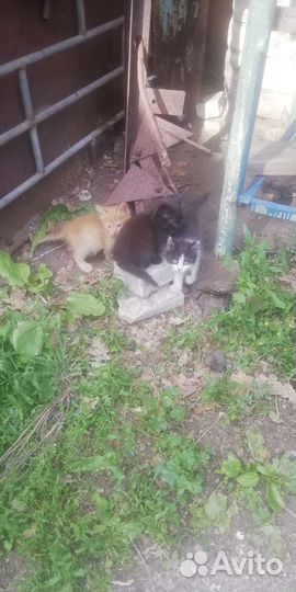 Котята от лесных кошек