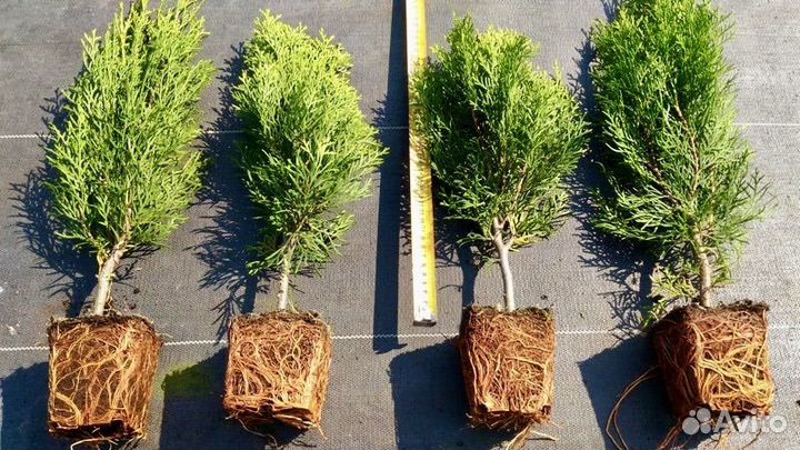 Саженцы туи