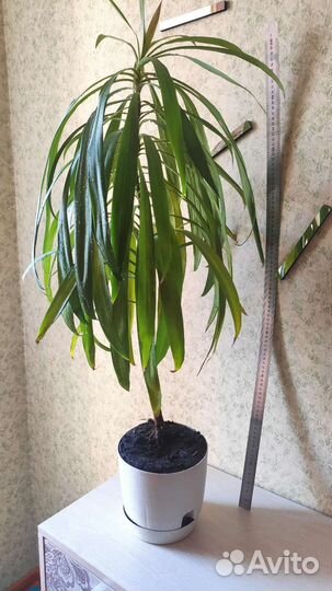 Драцена или Пальма Юкка