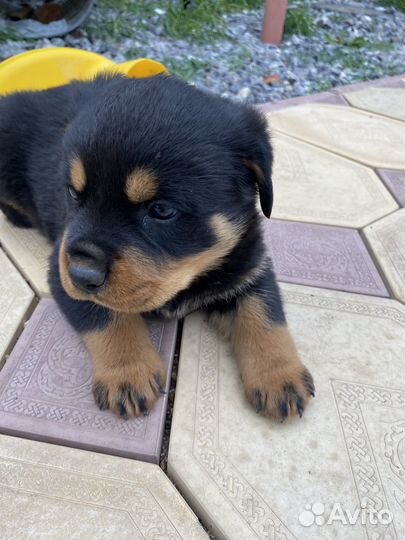 Щенки ротвейлера