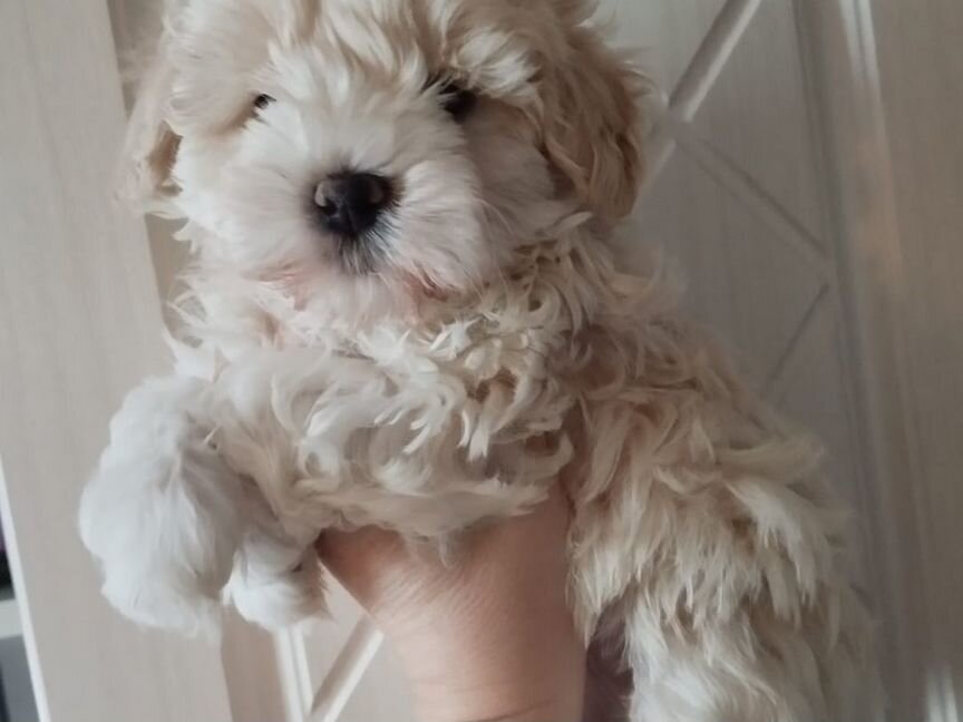 Maltipoo mini