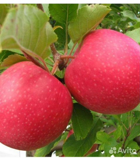 Саженцы плодовых