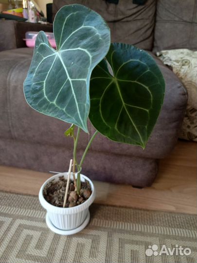 Антуриум,сингониум