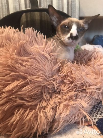 Кошка питерболд