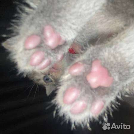 Котята(мама-шотландская вислоушка, папа-проходимец