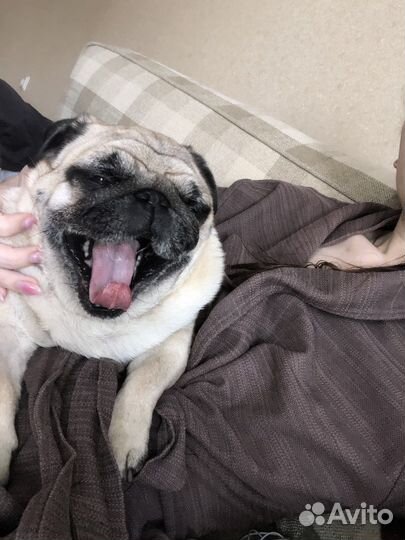 Догситтер, зооняня, передержка собак, няня