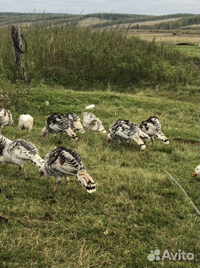 Гуси индейки утки в продоже