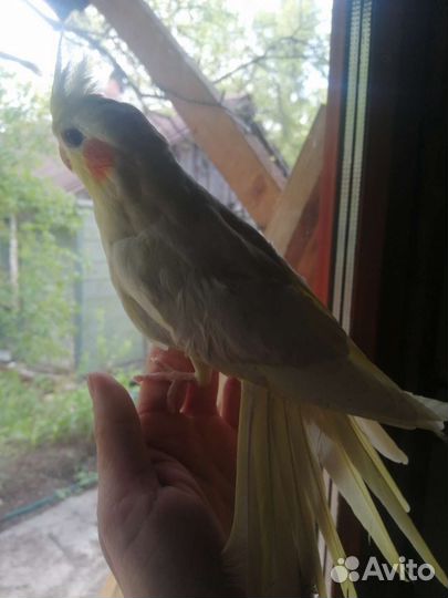 Попугаи Корелла