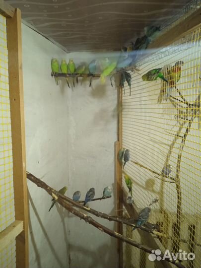 Волнистый попугай