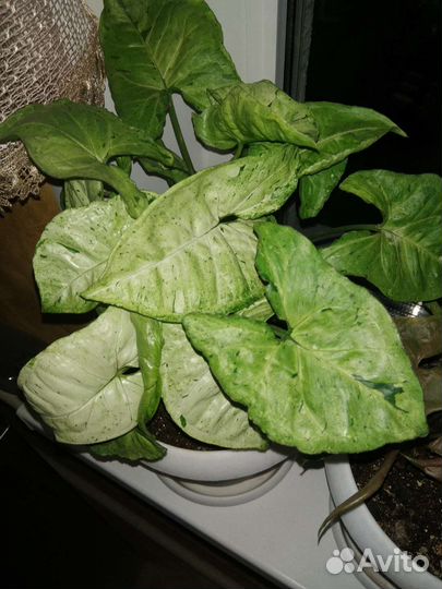 Сингониумы готовые коллекцией