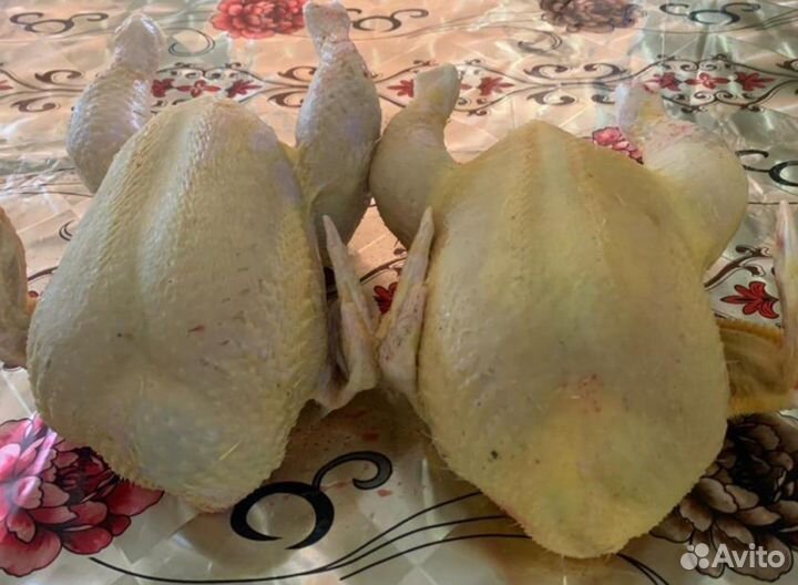 Куры домашние