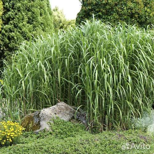 Мискантус, саженцы
