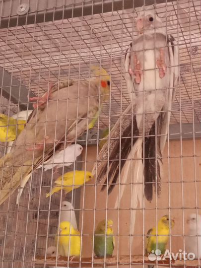 Птенцы попугаев