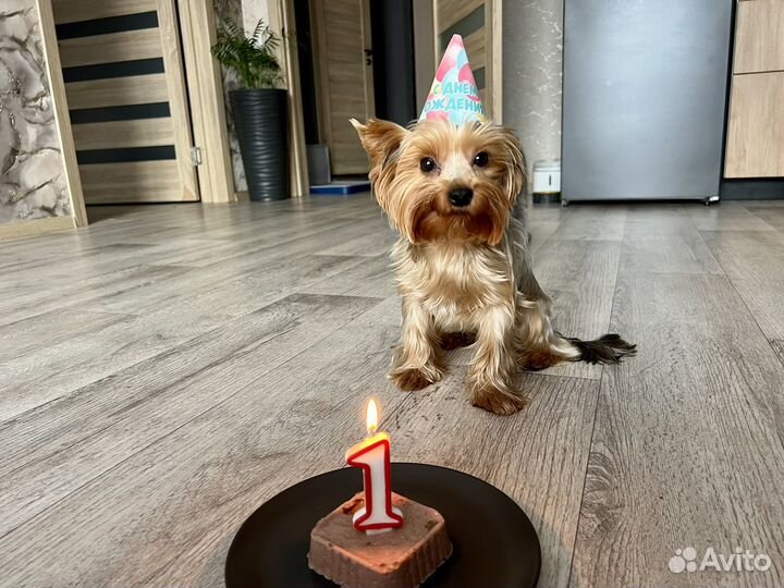 Самец для вязки Йорк