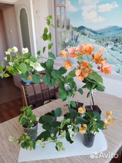 Бугенвиллея