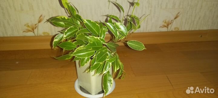 Фикус кинки+ещё растения в лс