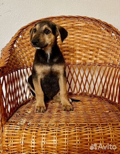 Шикарные щенки в добрые руки