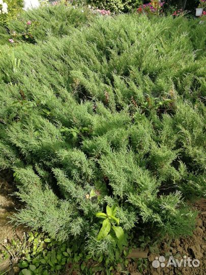 Можжевельник