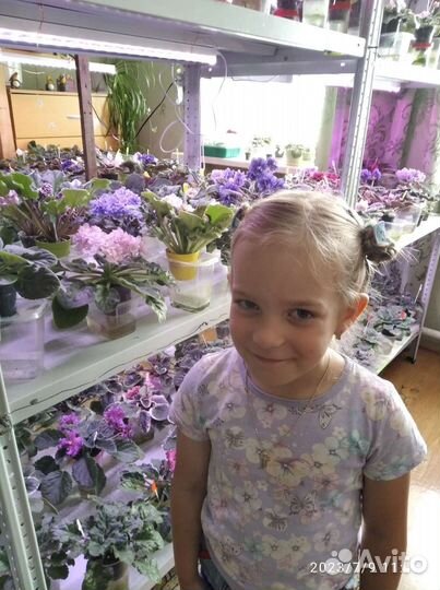 Детки фиалок