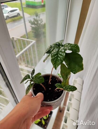 Комнатные цветы кофе