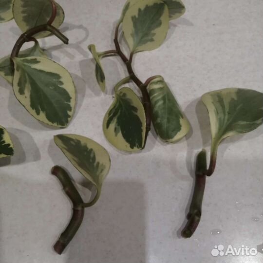 Пеперомия вариегатная