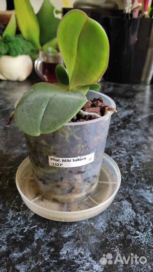 Орхидея фаленопсис