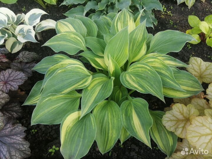 Хоста Falling Star