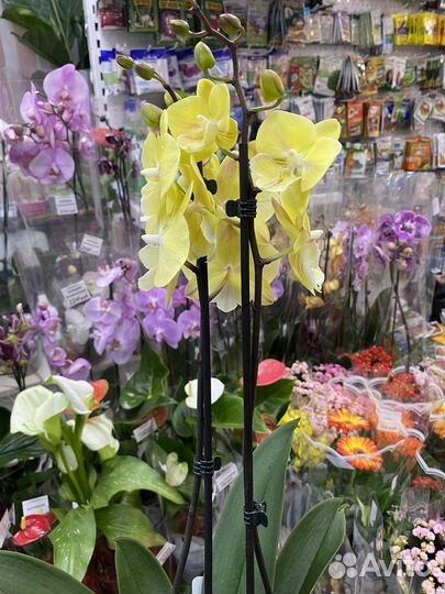 Орхидея фаленопсис биг лип желтая