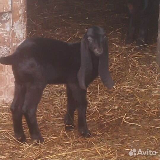 Продам камори