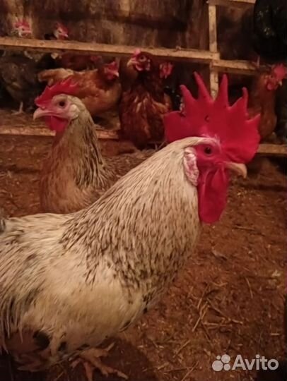 Инкубационное яйцо