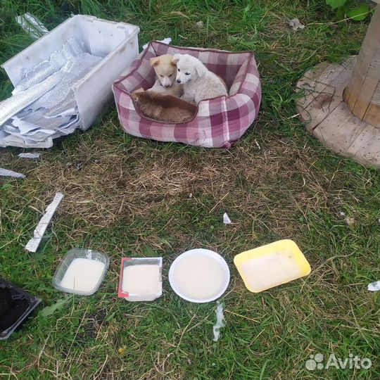 Щенки в добрые руки