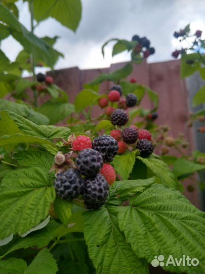Черная малина кумберленд