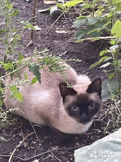 Котята в добрые руки бесплатно