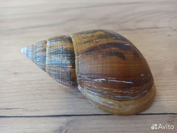 Морская раковина