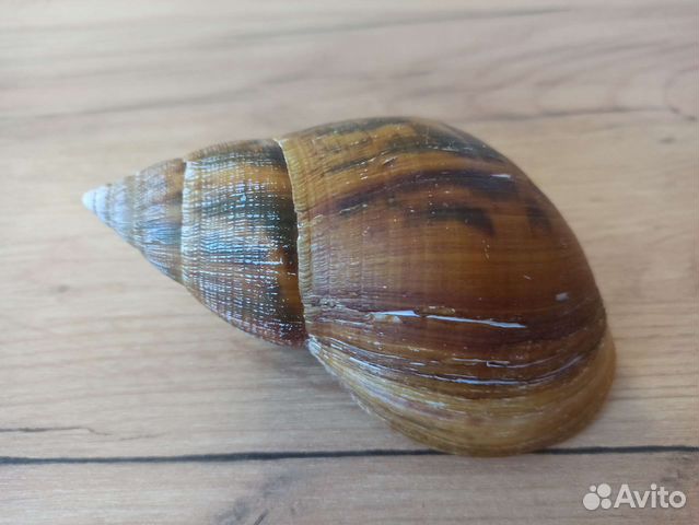 Морская раковина